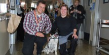 Angus, VGH's Cdiff sniffing dog