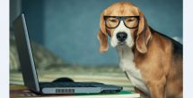 beagle dog at a laptop