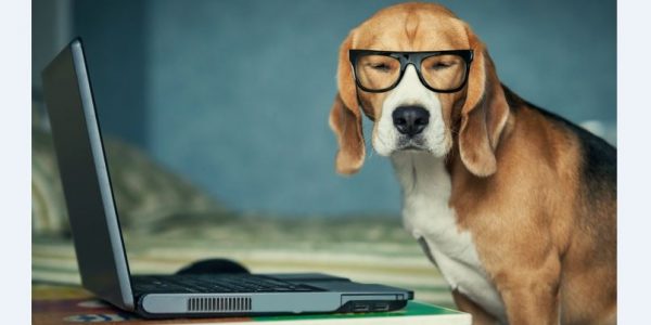 beagle dog at a laptop